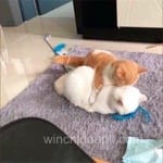 Avatar de Rosa Silva